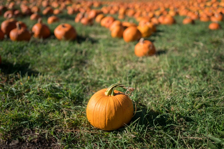 a field of pumpkins with hundreds of them in the distance