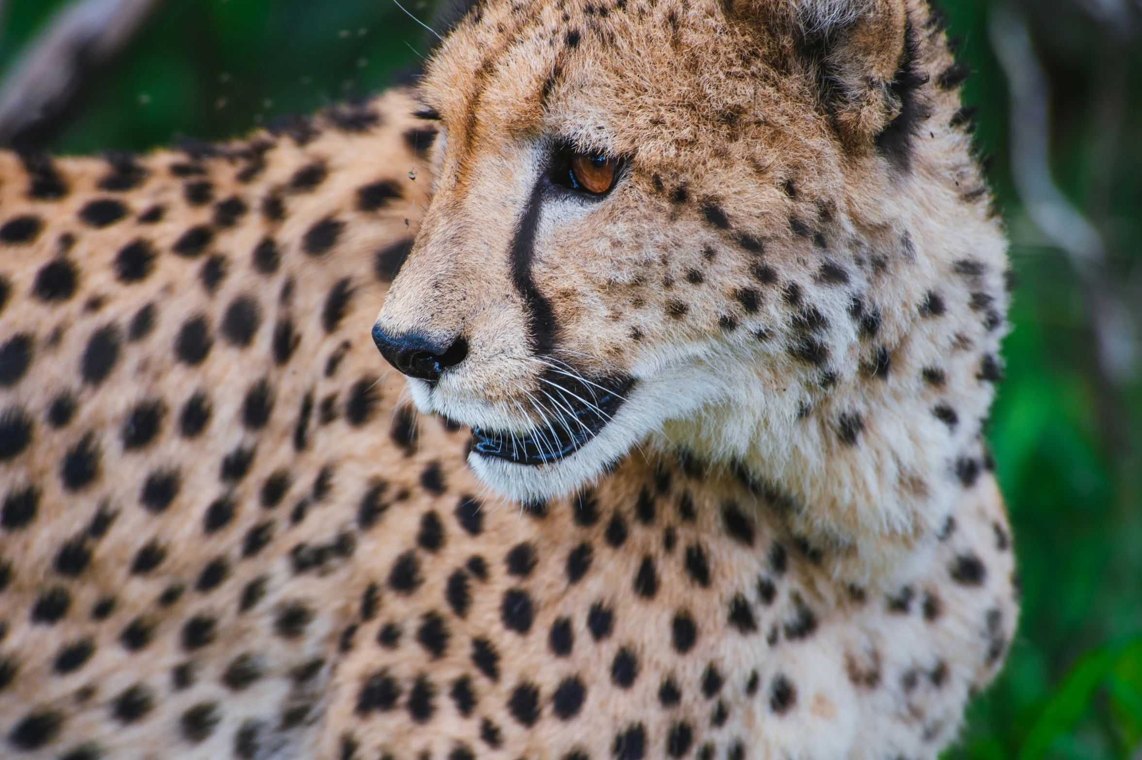 the cheetah is very large and very fat