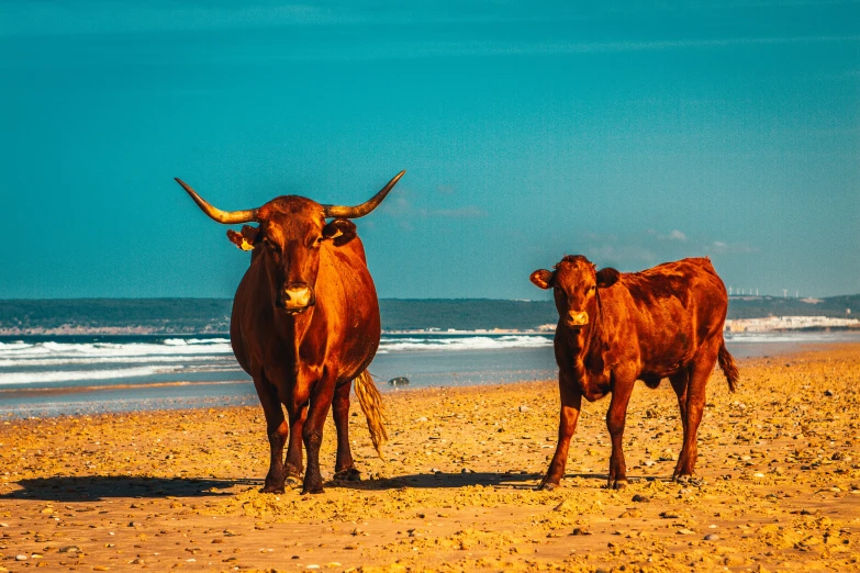 three brown cows stand on the beach facing the water