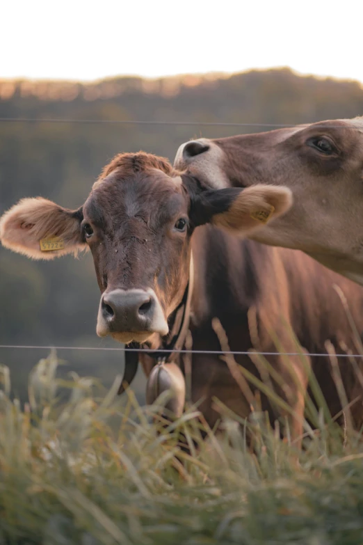 two brown cows are standing in front of a wire fence