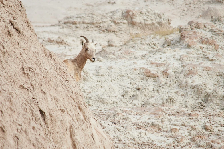 there is a small mountain goat standing at the top of a hill