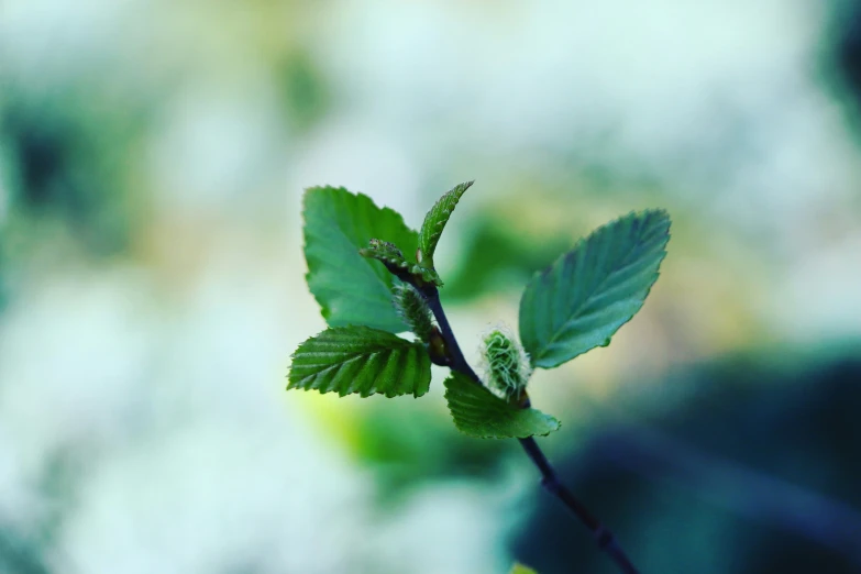 the green leaves on the tree are ready to be used