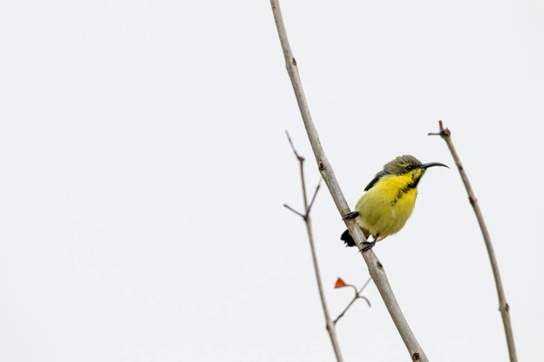 a yellow and black bird is perched on a nch