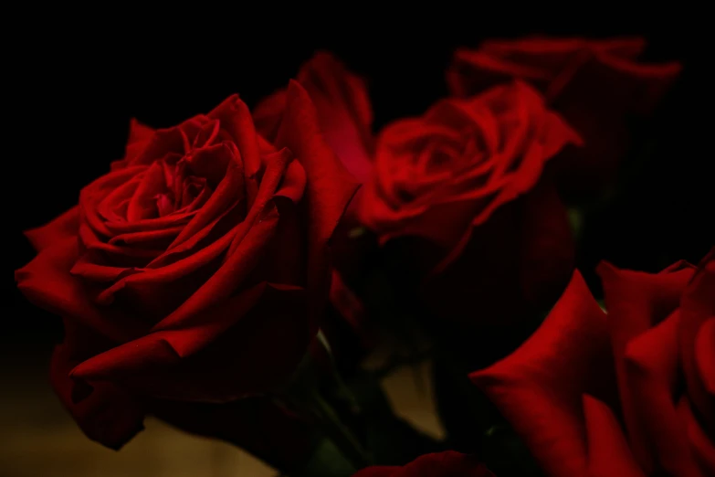 several red roses are arranged in close - up