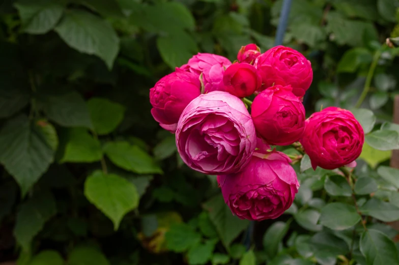 some pink roses and leaves on a bush