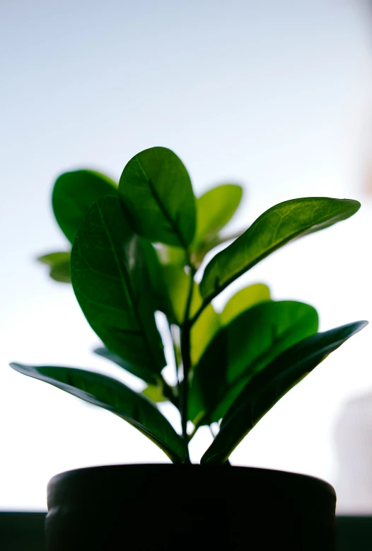 small potted plant in dark brown vase on wooden table