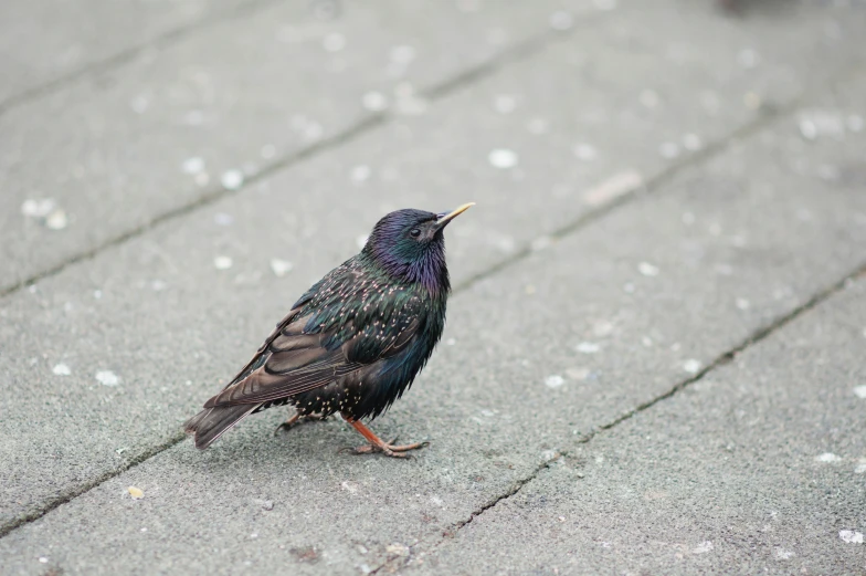 black and purple bird sitting on a stoned area