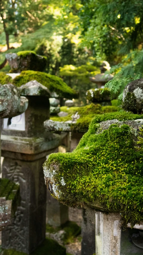 an image of moss growing on stones in the grass