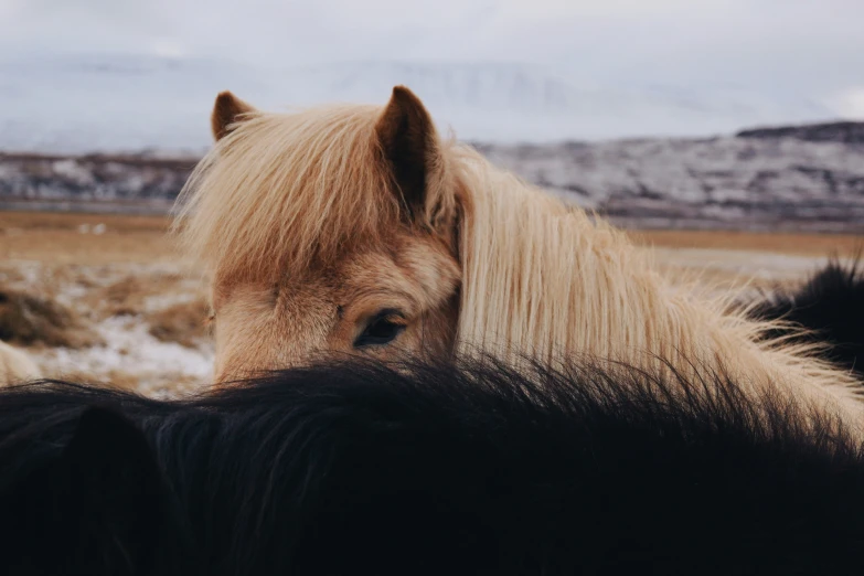 there is a brown horse with blonde hair