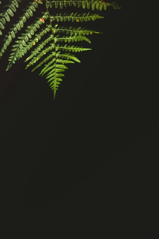 a plant and the sky in front of it