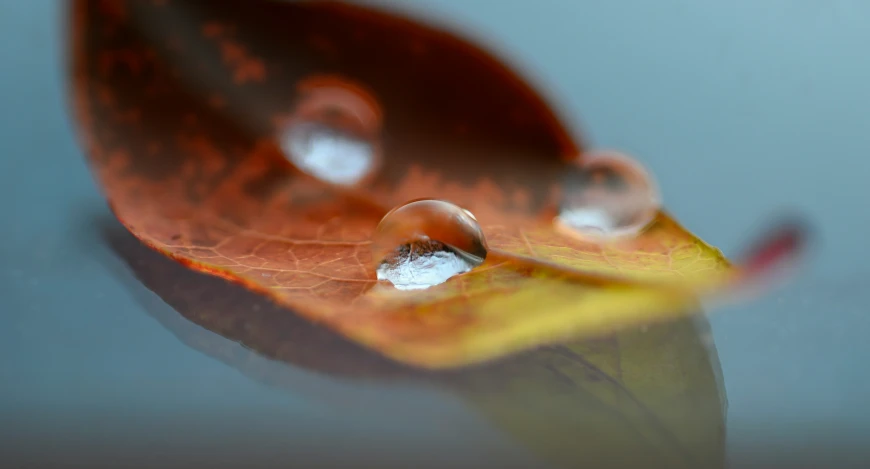 several droplets are sitting on a flower budding