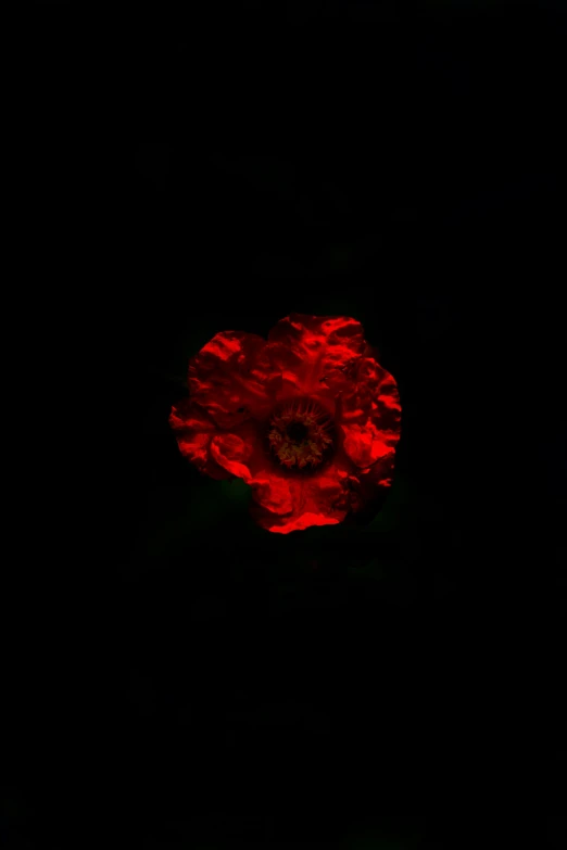 a dark background with a large red flower