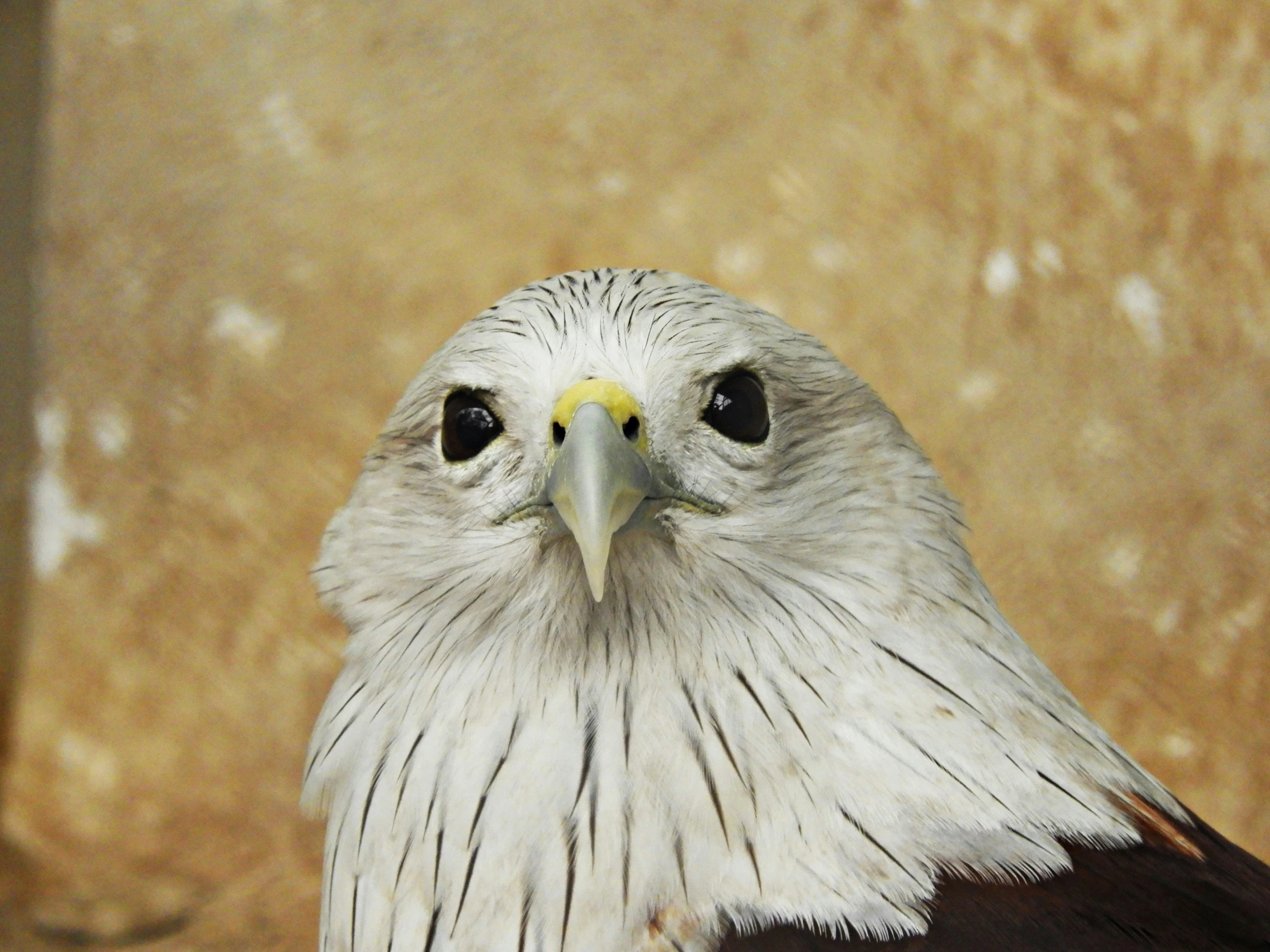 the close up image shows a large white bird