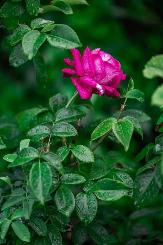 a pink flower is in the middle of leaves