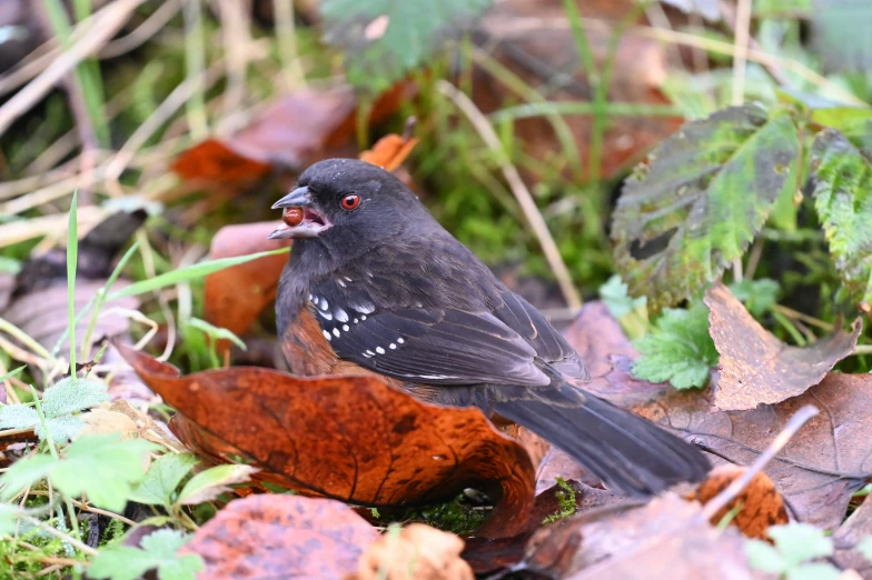 a brown and black bird is sitting on leaves