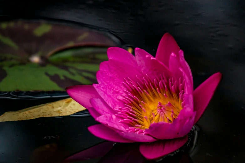 a pink flower sitting on top of a pond