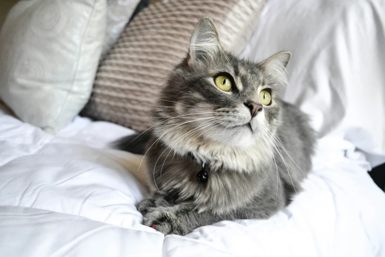 a cat laying on a bed with lots of pillows