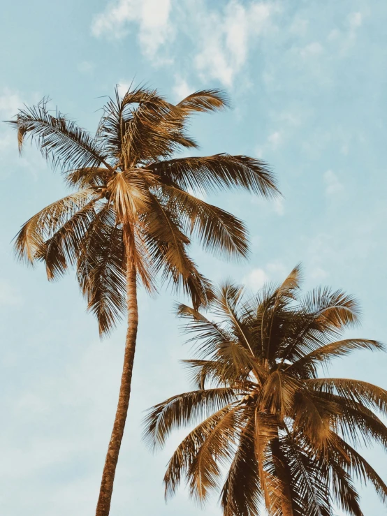 two palm trees standing side by side in a clear blue sky