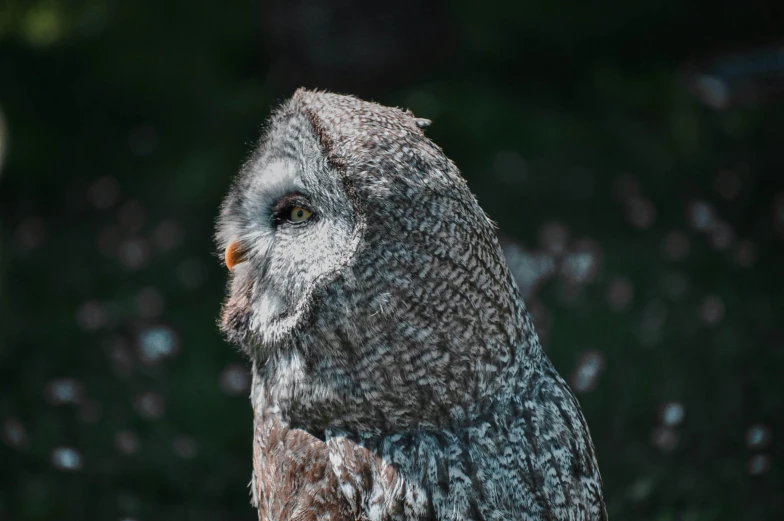 an owl with black and brown spots is standing in front of some blurry trees