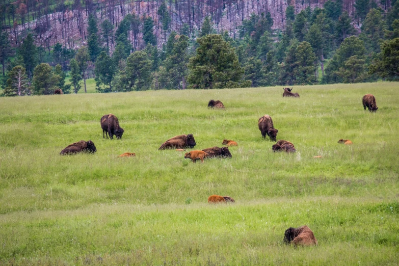 several bison graze on the grass in a field near mountains