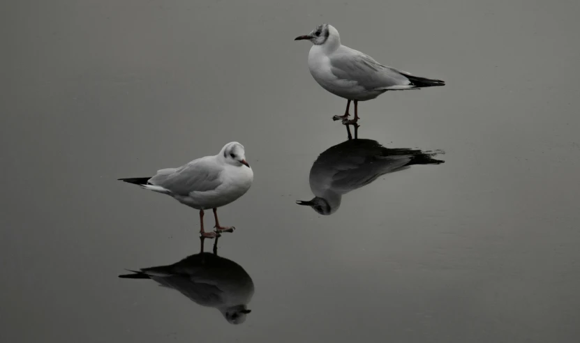 two birds standing in the water with their feet in the water