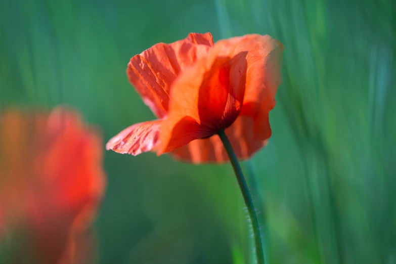 an orange flower is in tall grass