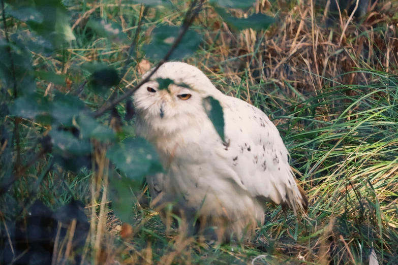 an owl sitting in the middle of some grass