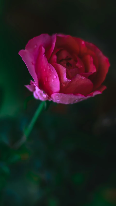 a large pink flower is open and still bloom