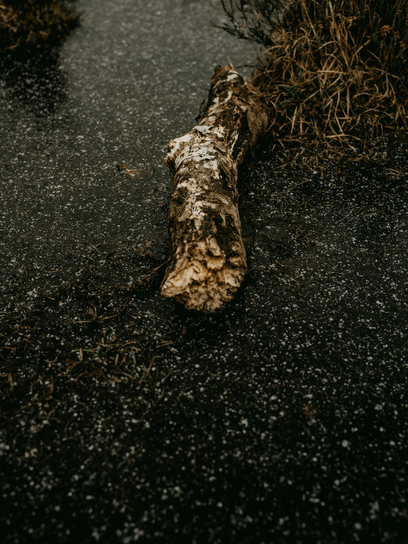 a large brown tree nch laying on the ground