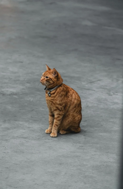 an orange tabby cat sitting on a cement surface