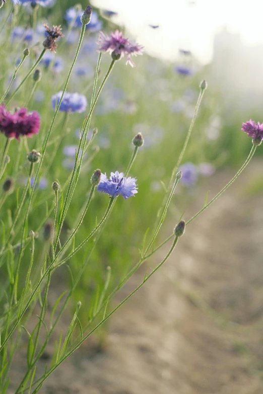 purple flowers are growing out of the grass