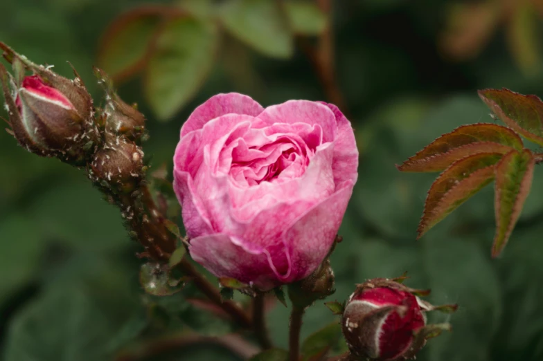 a close up of a pink rose with leaves