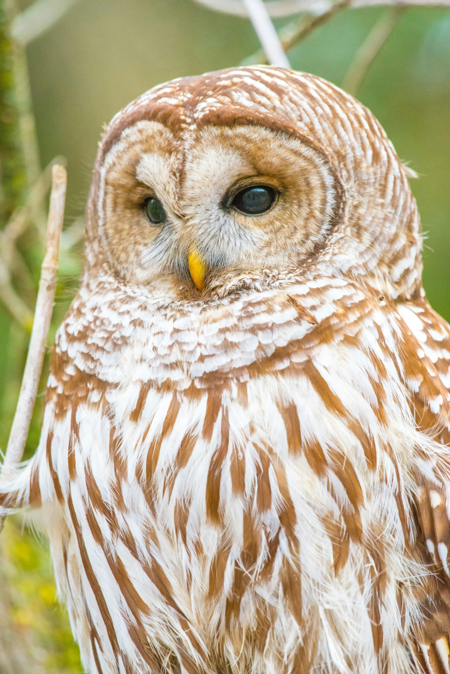 the large owl is sitting down on the nch