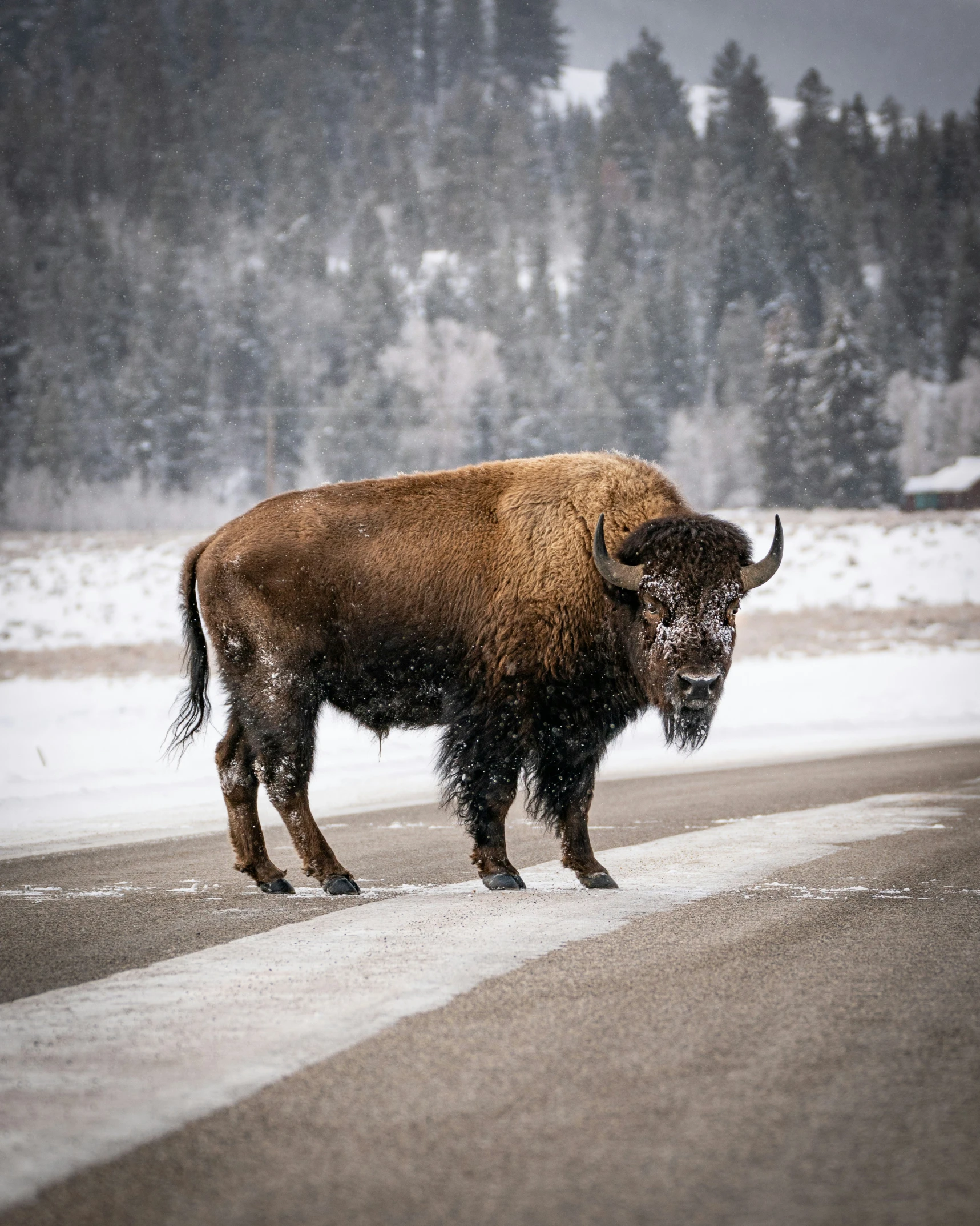 a bison stands in the middle of a snowy landscape