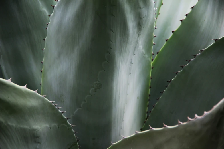 an agave plant with long leaves has white, curved ends