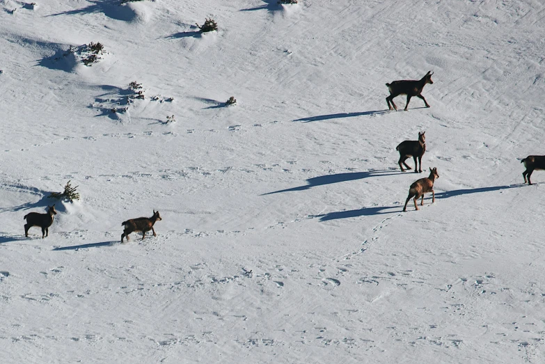 a herd of animals walking across snow covered ground