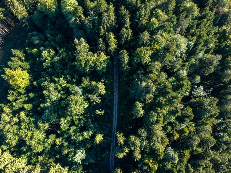 aerial s of trees on side of road with trees in foreground