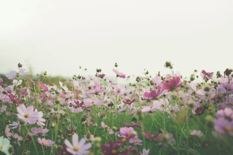 many different color flowers in a field