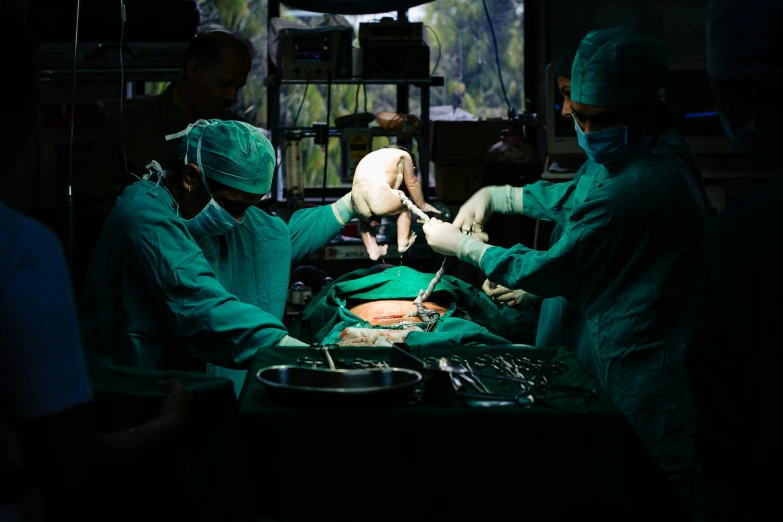 two doctors are performing an operation on an animal