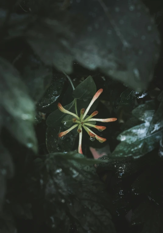 a green leaf with a small orange flower