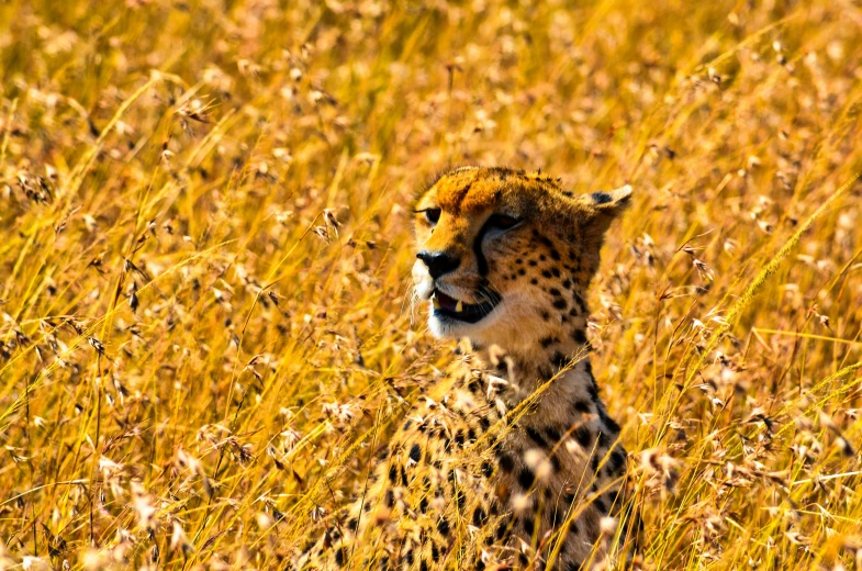 the cheetah stands in tall grass with its eyes closed