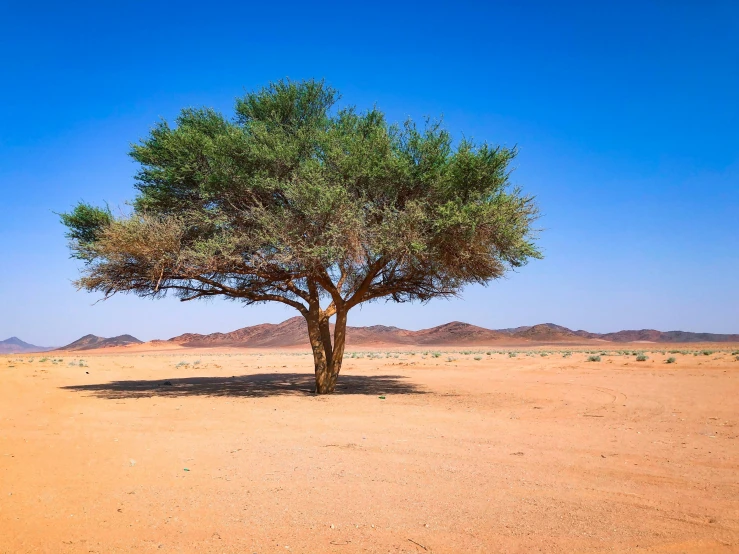 a lone tree in the middle of nowhere