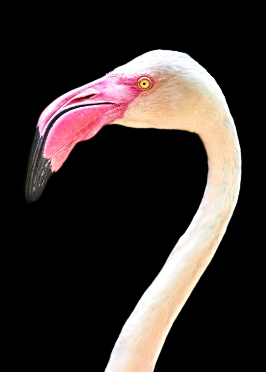 a pink flamingo on a black background staring