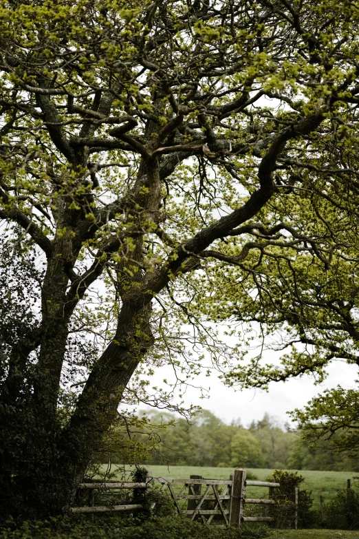 a tree in a field with fence around it