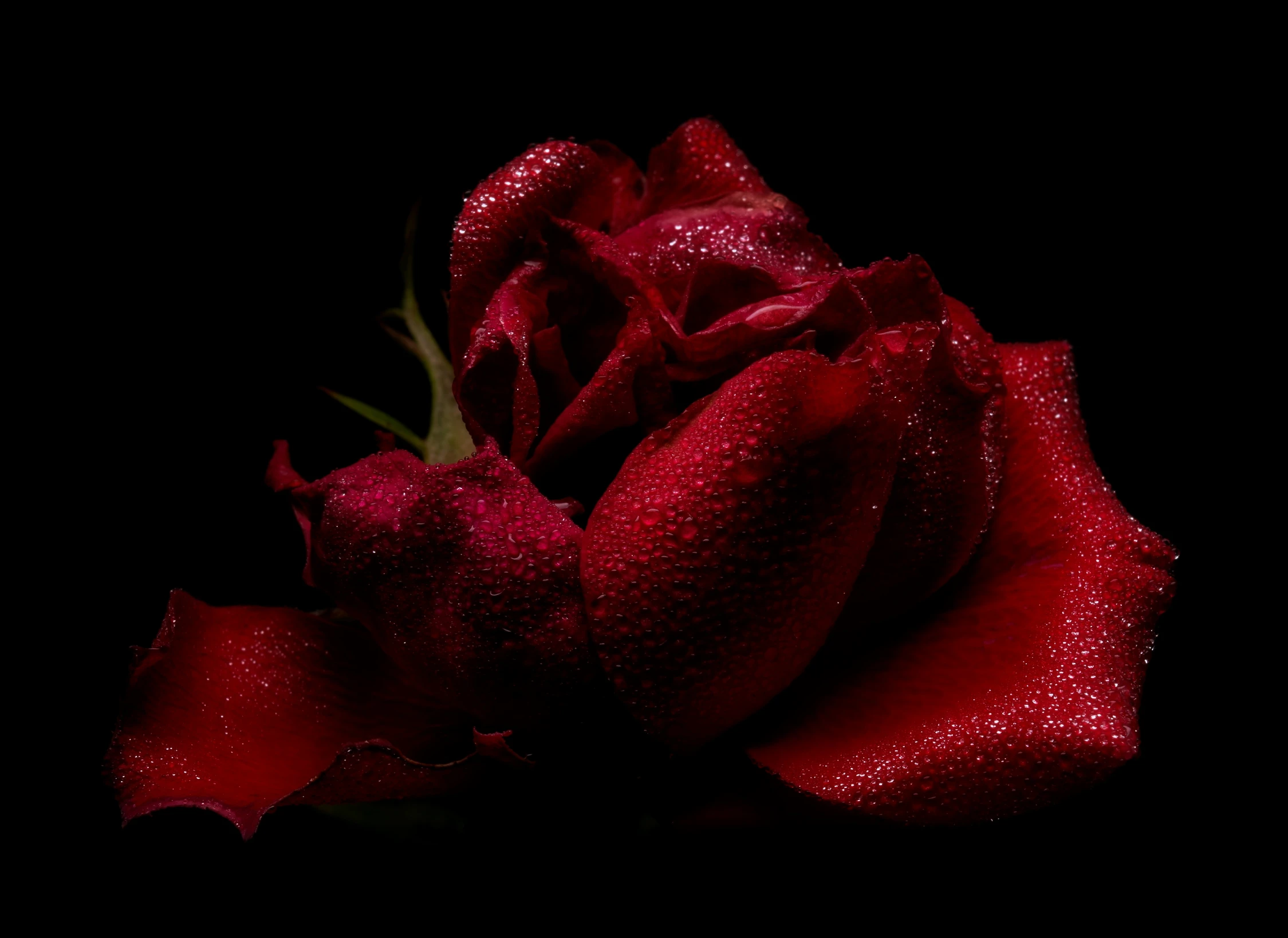 a very close up s of a red rose with drops