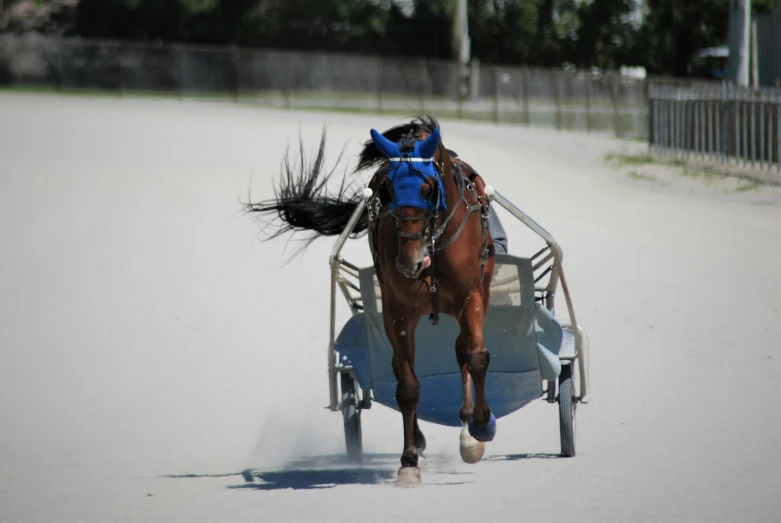 a brown horse pulling a carriage with a blue harness