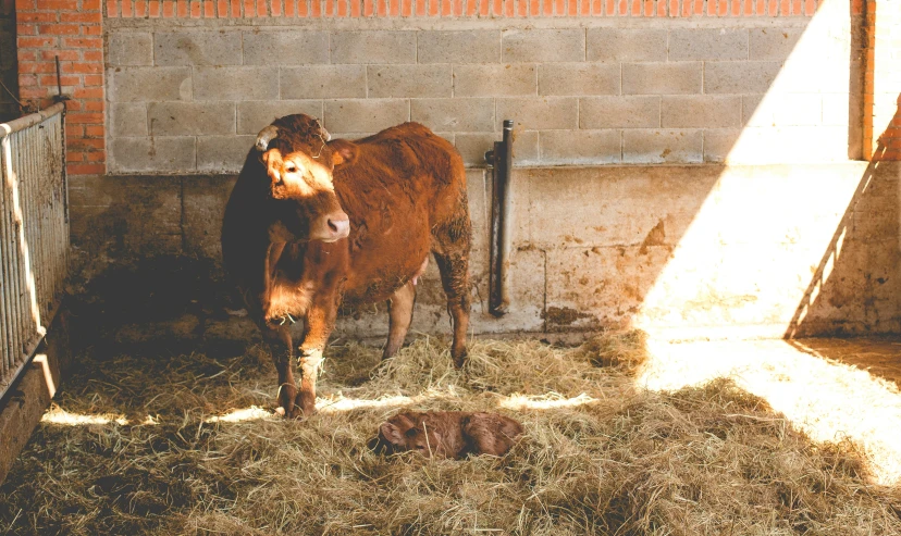 the baby calf is standing by a cow