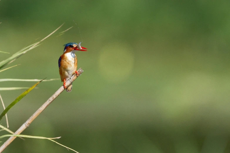 a colorful bird perched on a tree nch