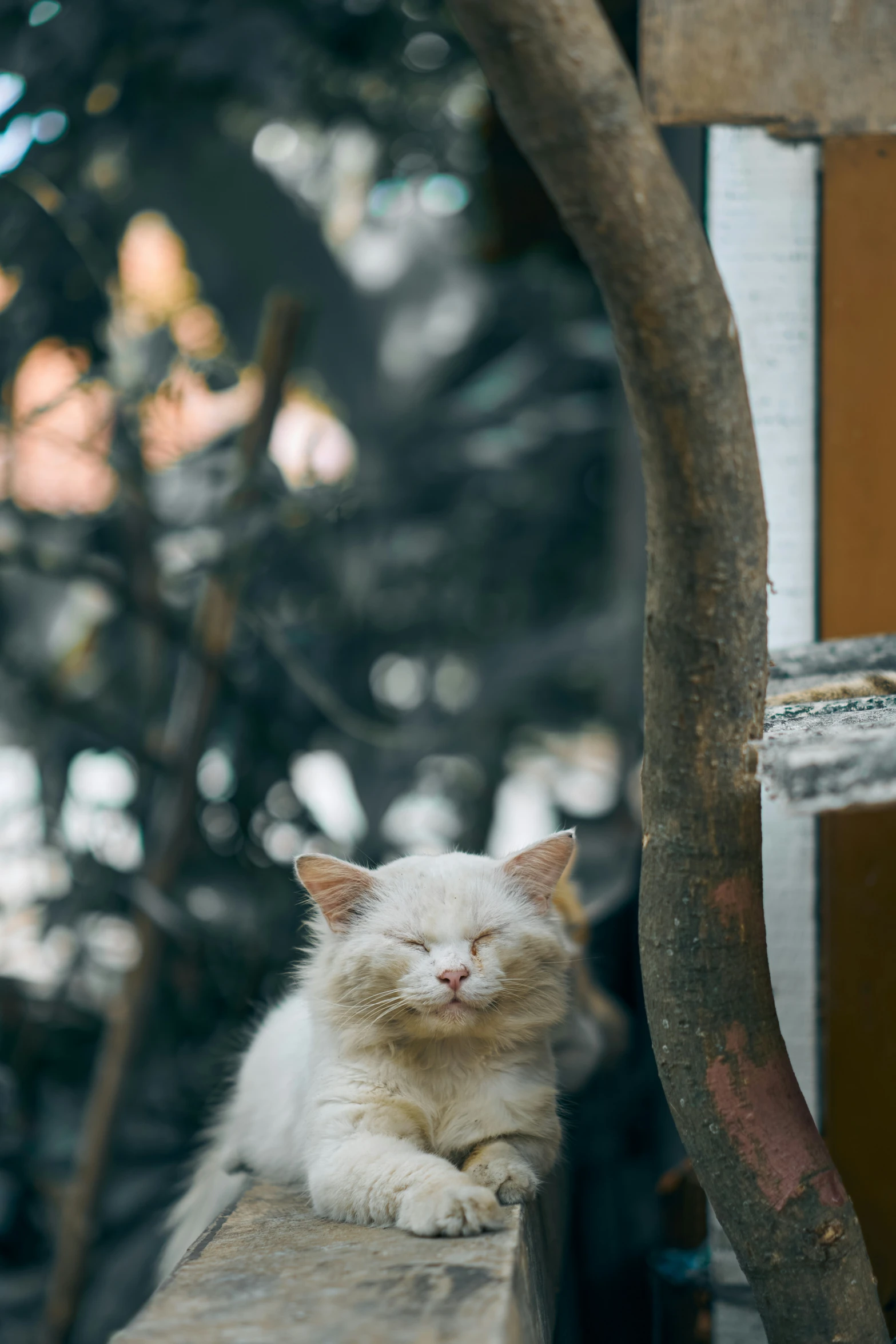 a white cat laying on top of a wooden bench