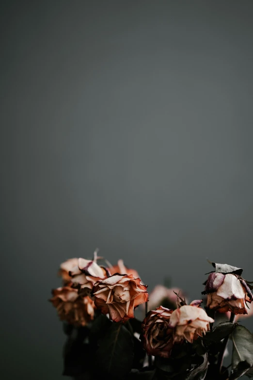 several rose flowers are arranged on a table